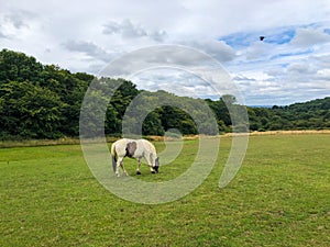 Horse on summer field and the blue sky. Epping Forest, London