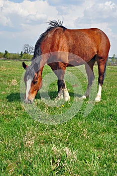 Horse on a summer pasture