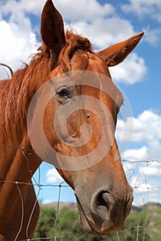 Horse in the Sun Teodoro.