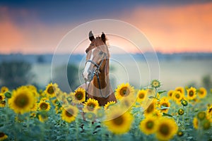 Horse on sunflowers