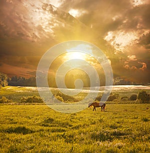 Horse in sunlight