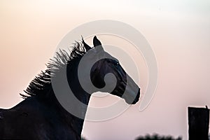 horse at sunrise in the meadow