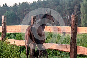 horse at sunrise in the meadow