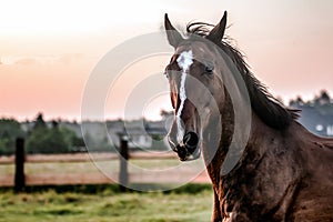 horse at sunrise in the meadow