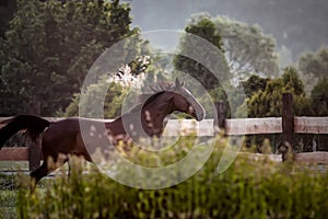 horse at sunrise in the meadow