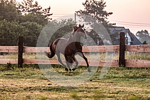 horse at sunrise in the meadow