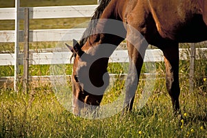 Horse at sunset