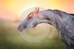 Horse at sunset