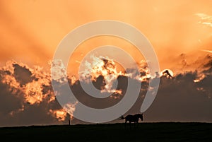 Horse in the sunset