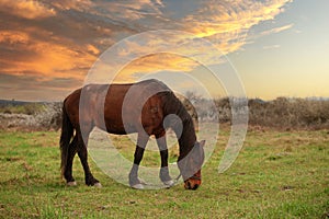 Horse at sunset