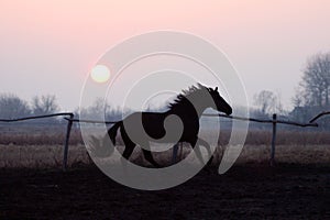 Horse at sunset