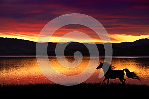 Horse and sunset photo