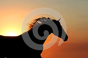 Horse on sunset background