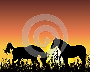 Horse on sunset background