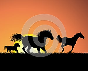 Horse on sunset background