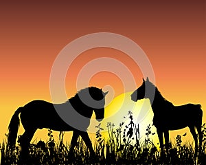 Horse on sunset background