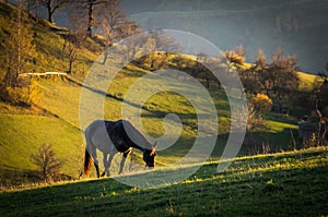 Un cavallo sul tramonto 