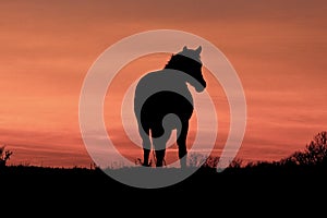 A Horse at Sunset