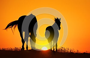 Un cavallo sul tramonto 