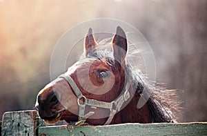 Horse in sunshine