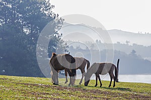 Horse in sunshine