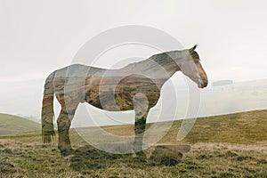 A horse superimposed with the rolling hills of a countryside landscape in a double exposure