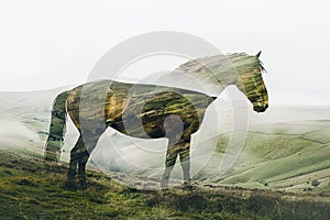 A horse superimposed with the rolling hills of a countryside landscape in a double exposure