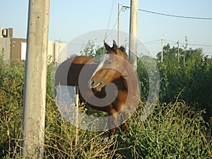 Horse surprised by the camera