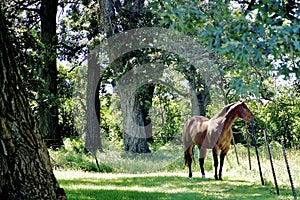 A Horse Grazes in a Minnesota Pasture photo
