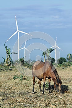 Horse an sustainability resources photo