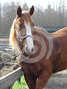 Horse, sweaty after a run.