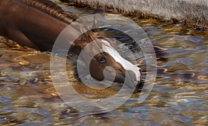 Horse swimming