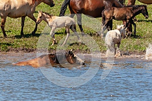 The horse is swimming in the water. Horses at the watering place. Bashkiria