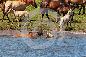 The horse is swimming in the water. Horses at the watering place. Bashkiria