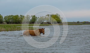 A horse swims the river. The Volga River Delta.