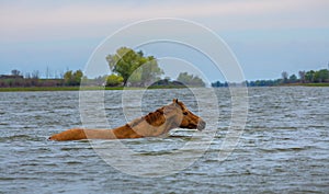 A horse swims the river. The Volga River Delta.