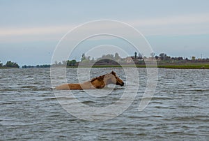 A horse swims the river. The Volga River Delta.