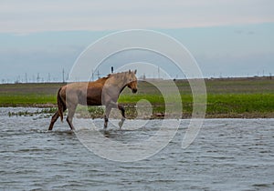 A horse swims the river. The Volga River Delta.