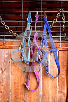 Horse tack hanging in dusty barn