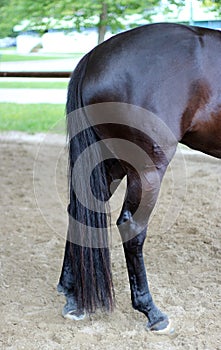 Horse tail photo