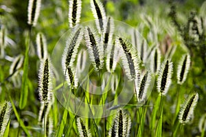A horse-tail in park