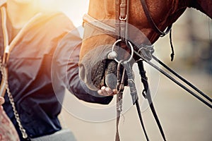 The horse takes a treat from his hand. The muzzle is sports red stallion in the bridle
