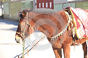 Horse Taking a Rest at Shuhe Old Town, Yunnan Province, China