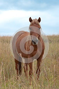 Horse in Tall Grass