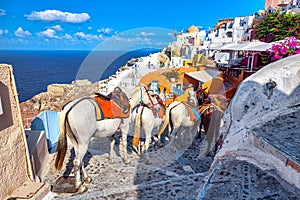 Horse taxis at a narrow street in Oia village with famous white houses and windmills on Santorini island, Aegean sea, Greece