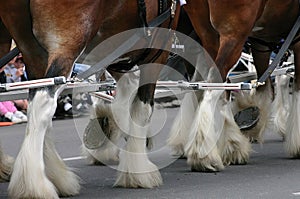 Horse team, hooves & fetlocks