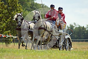 Horse Team race