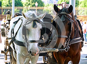 Horse team of two horses harnessed to a carriage in Vienna