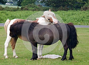 Horse Teamwork - Mutual Grooming