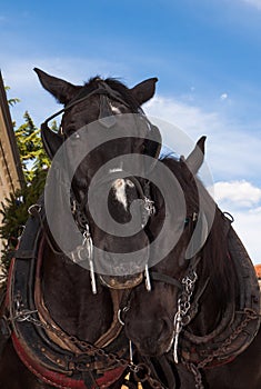 Horse tenderness photo